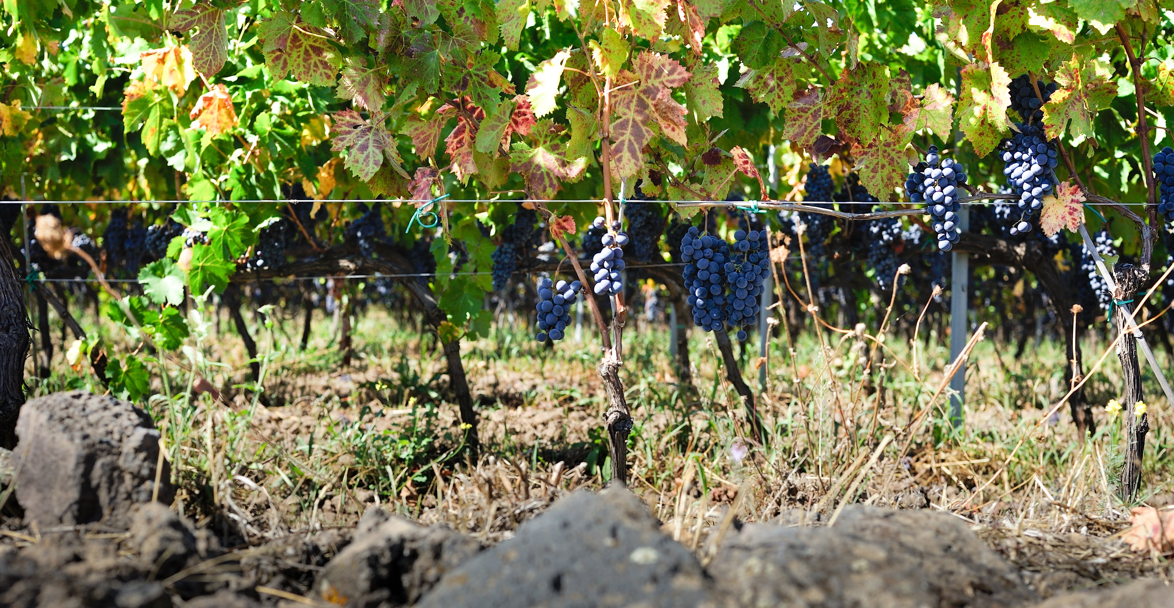 Girolamo Russo - Family Tradition, Century-Old Vineyards And Volcanic Sciare